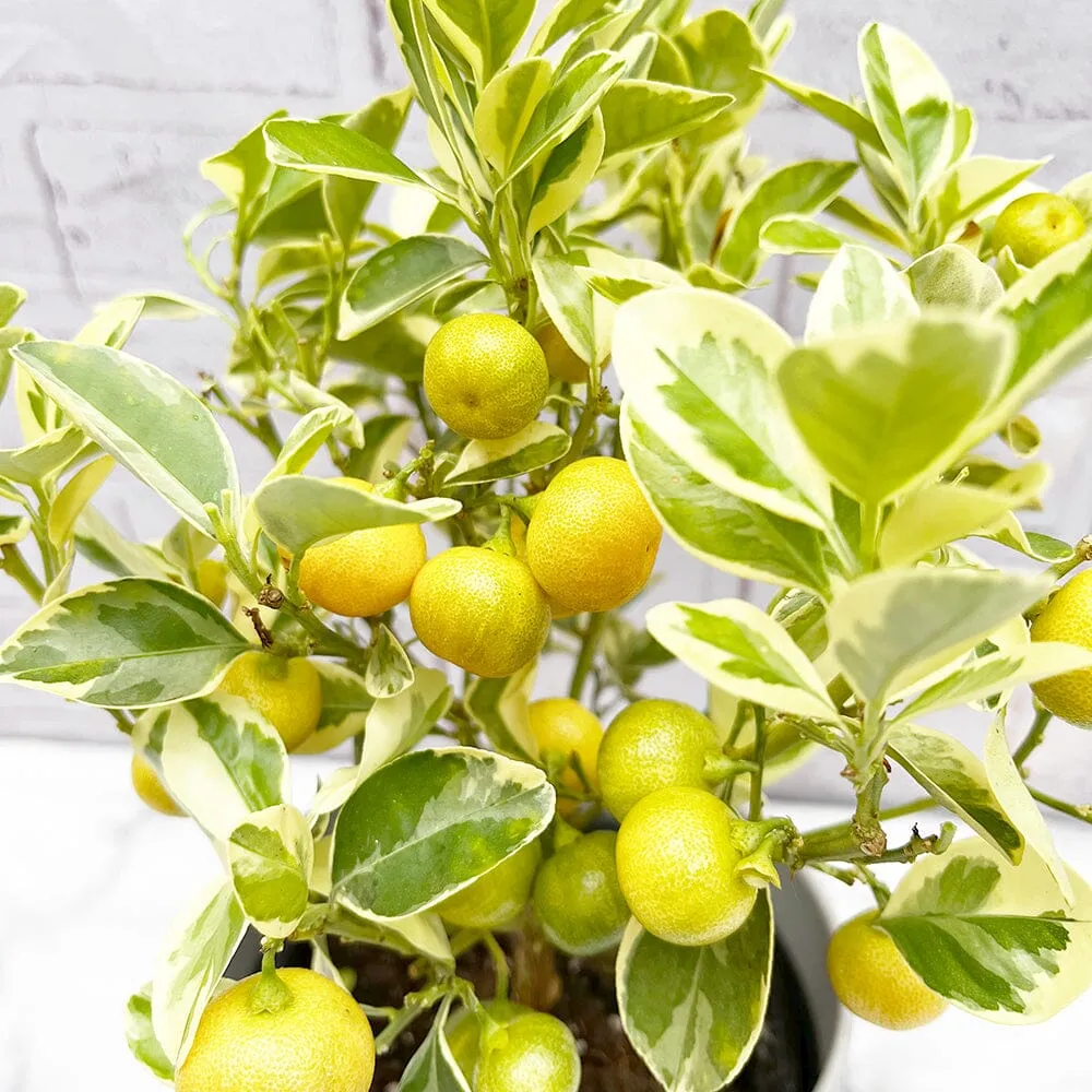 30 - 40cm Variegated Calamondin Tree Citrus 15cm Pot House Plant