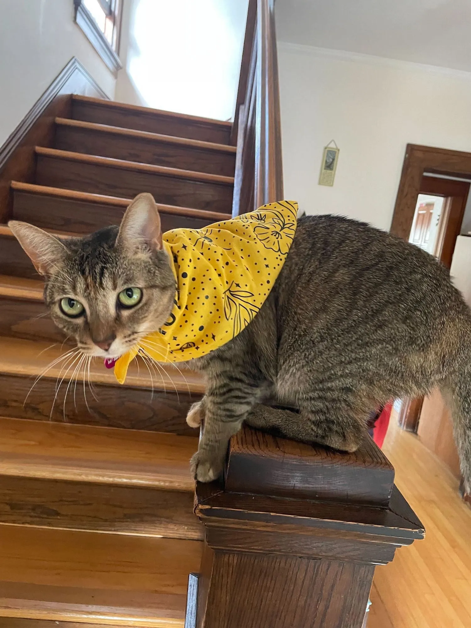 Bandana