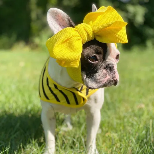 Frenchiestore Pet Head Bow | Yellow