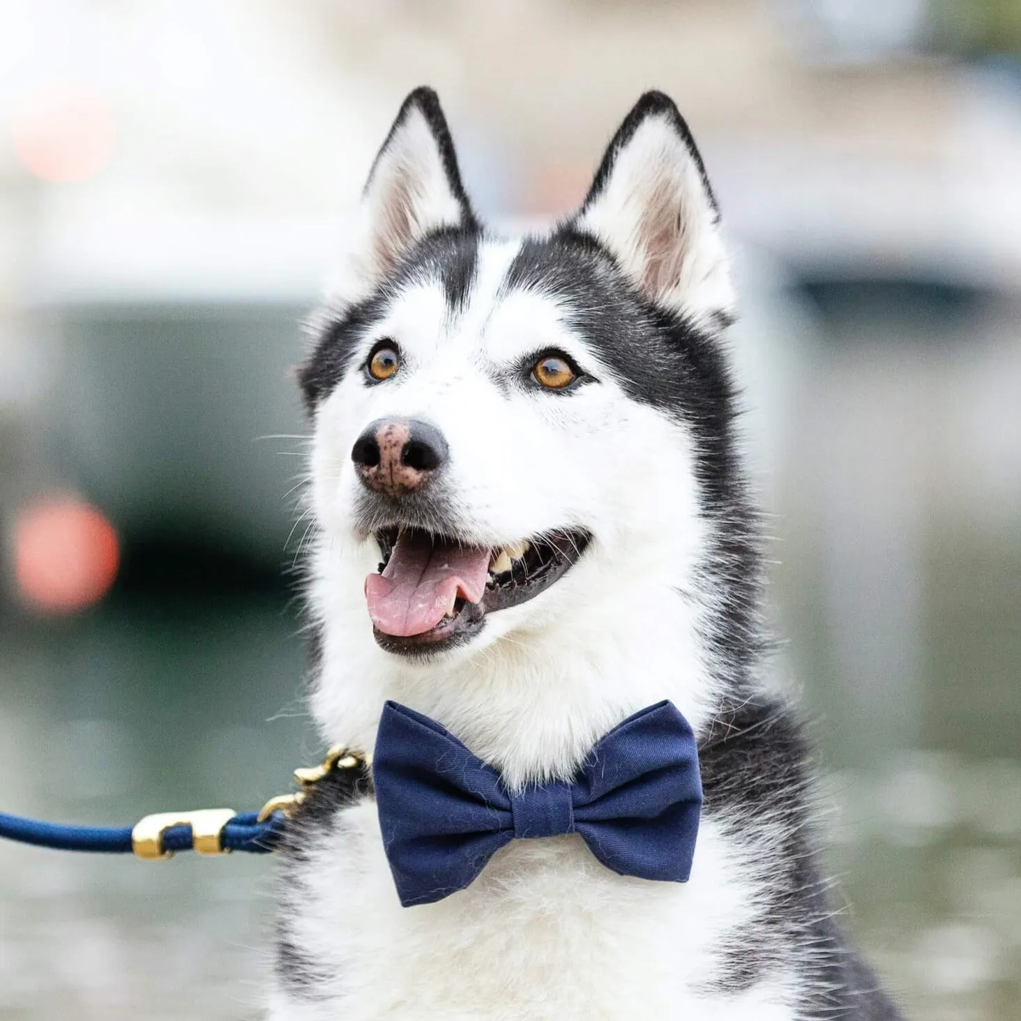 Ocean Bow Tie Collar