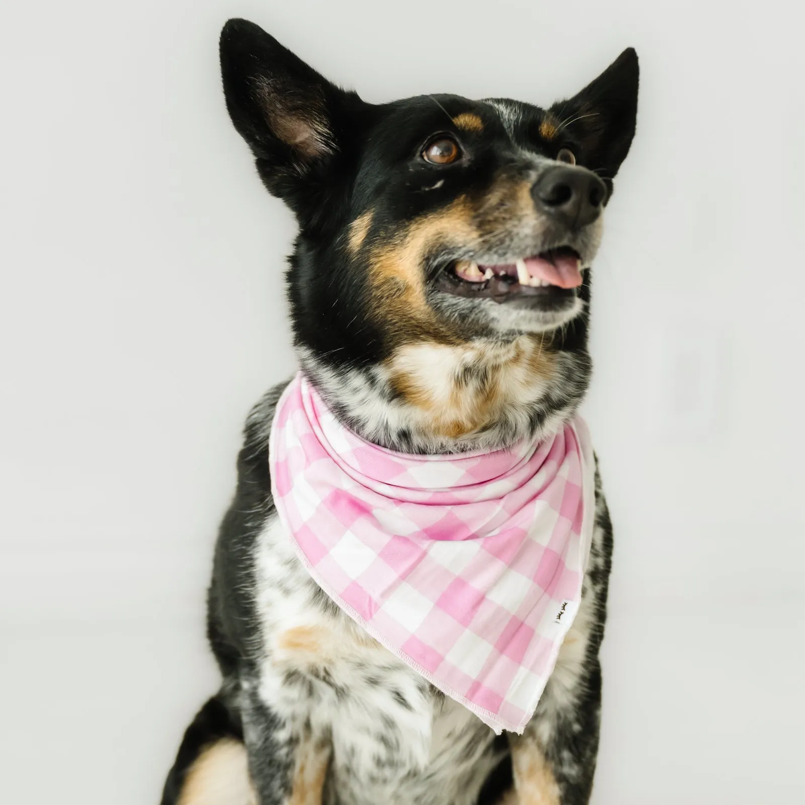 Pink Gingham Pet Bandana